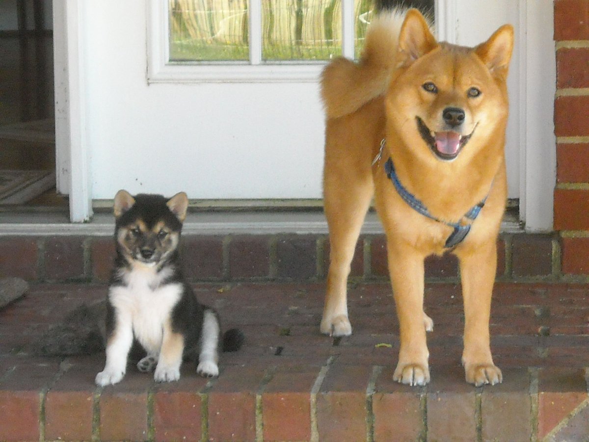 Метис сиба ину