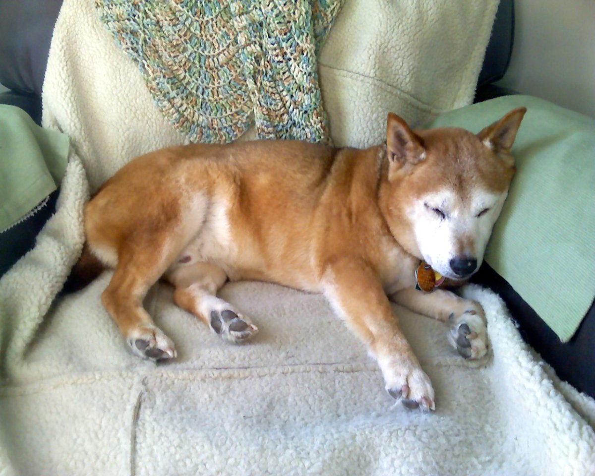 Басенджи и Шиба ину