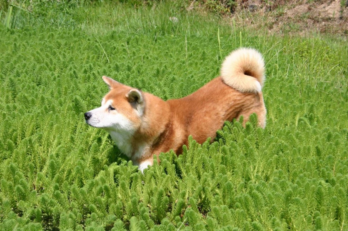 Сиба ину и корги