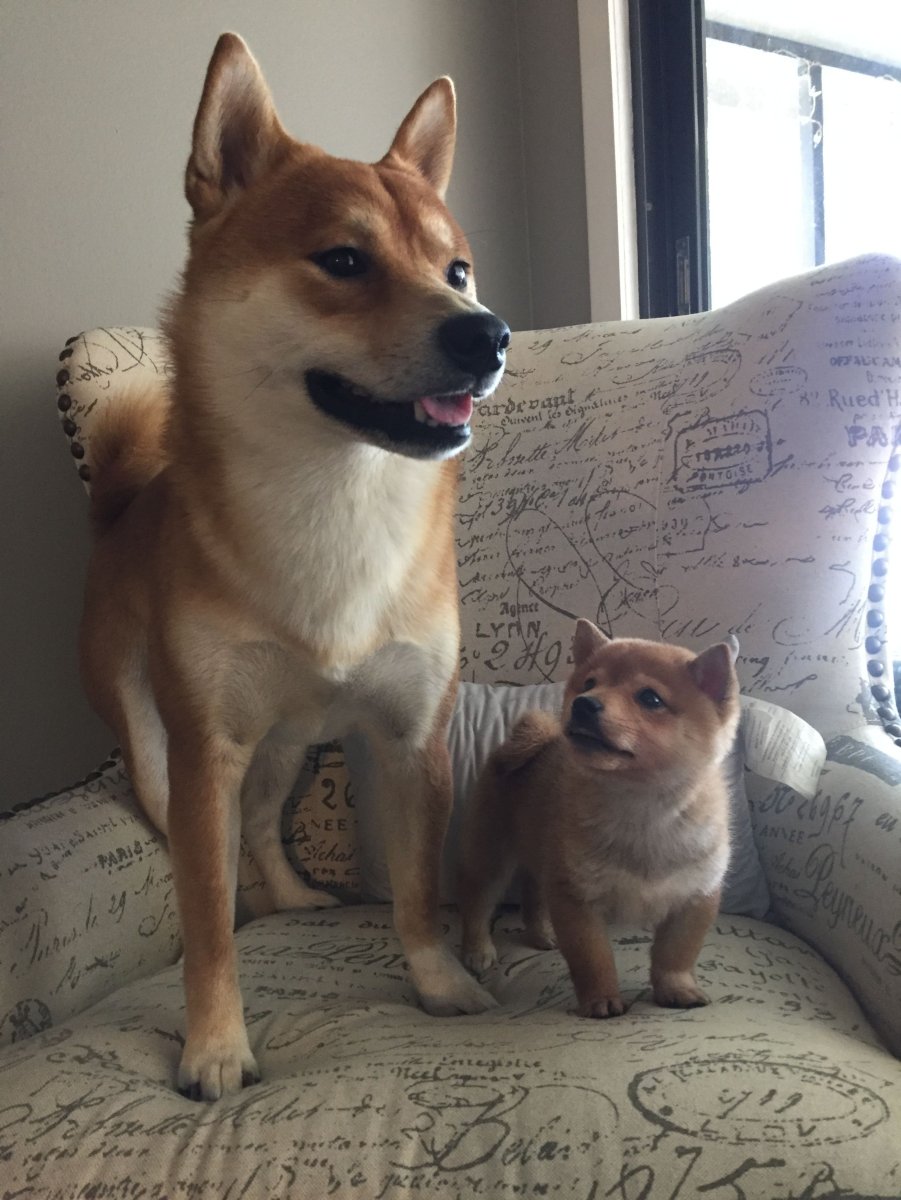 Метис Джек Рассела и сиба ину