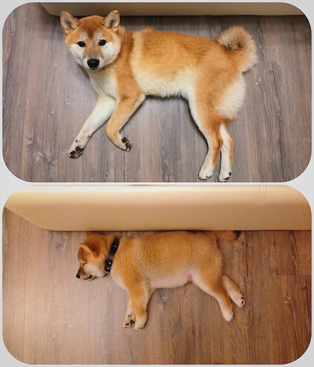 Корги и Акита ину