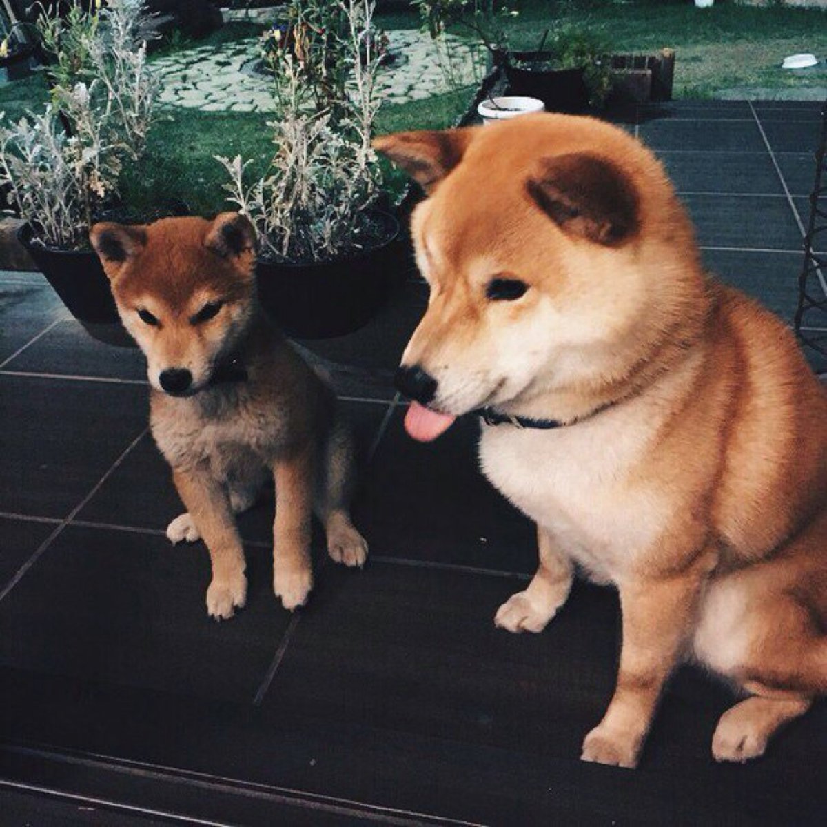Акита ину и чихуахуа