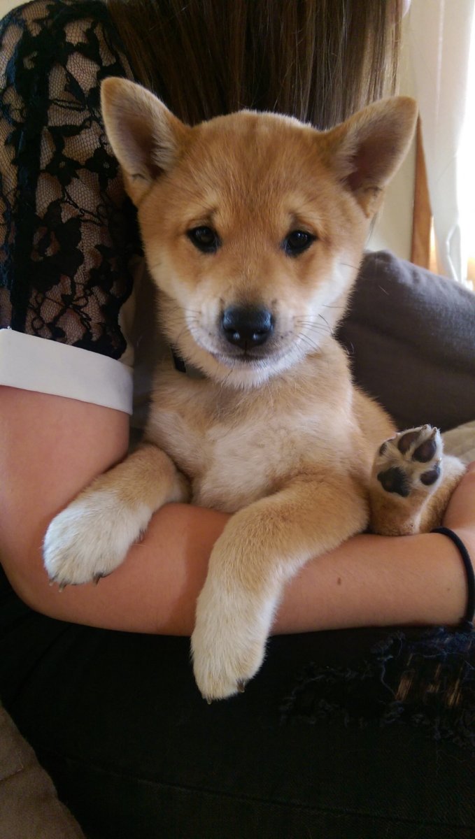 Сиба-ину + дворняжка