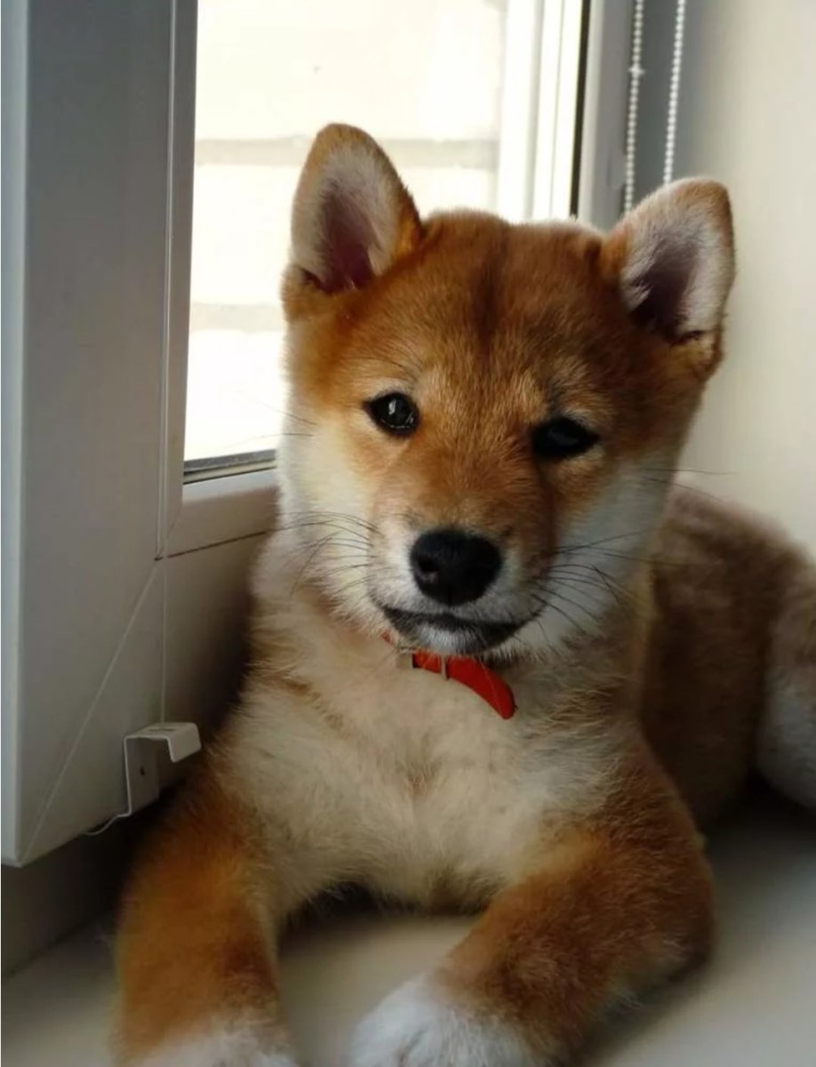 Сиба ину пушистая