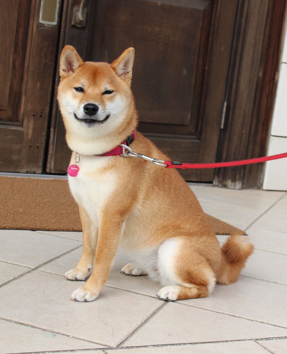 Лапа сиба ину