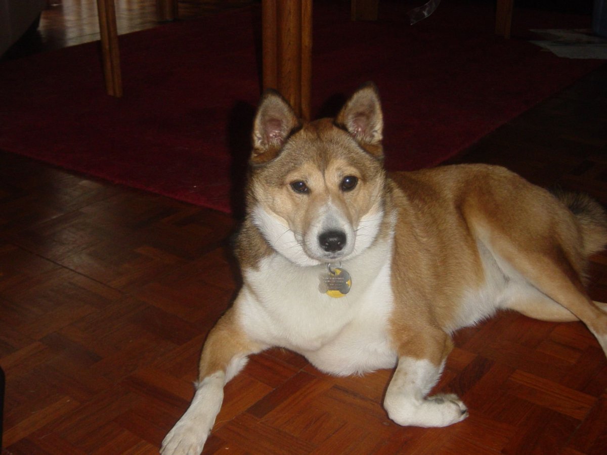 Помесь сиба ину