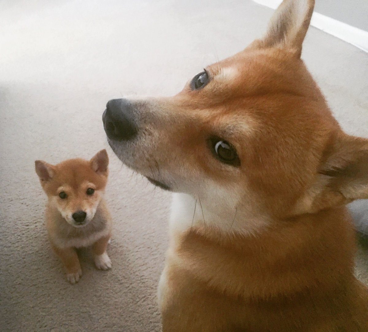 Лайка рыжая и сиба ину помесь