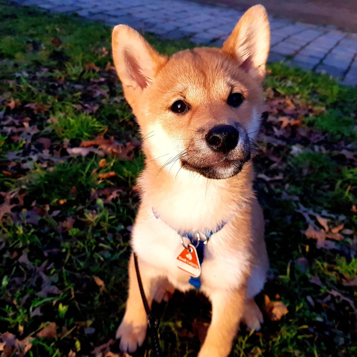 Корги-ину купить