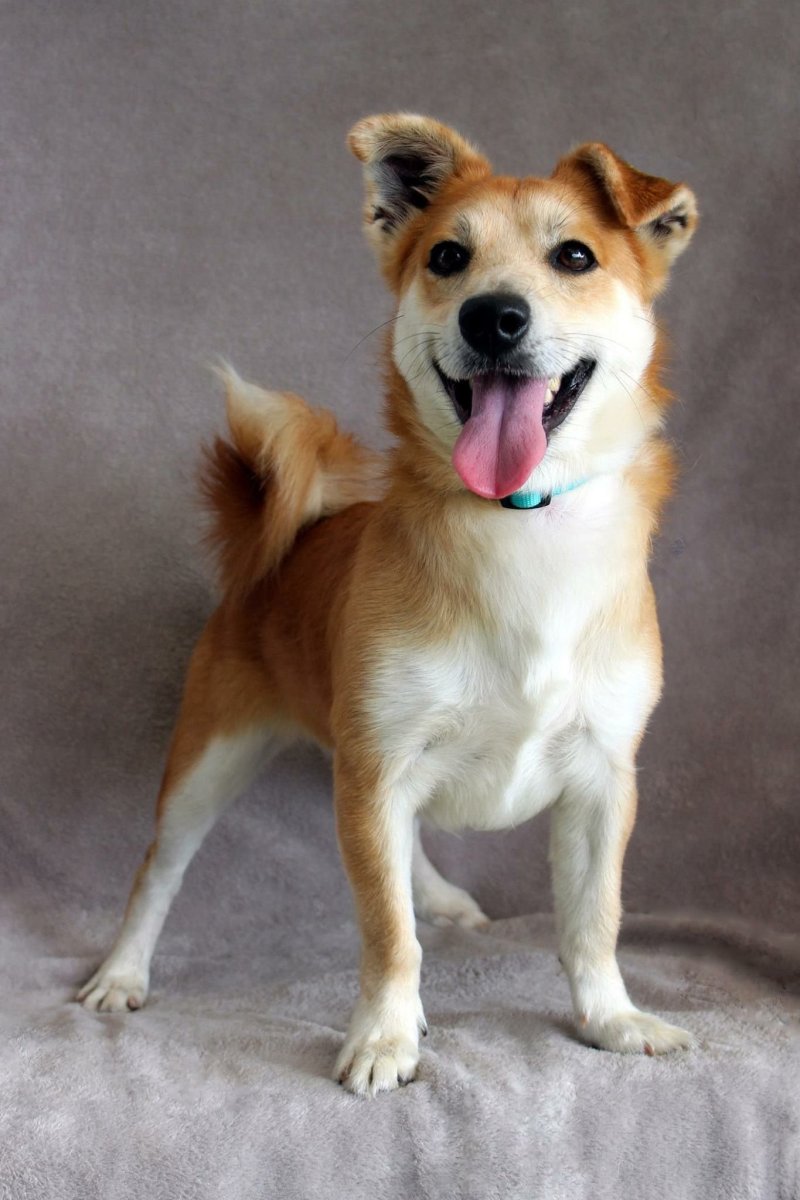 Метис сиба ину