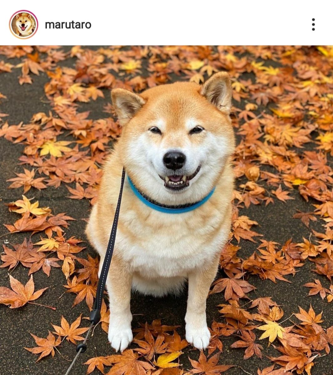 Шиба ину Додж