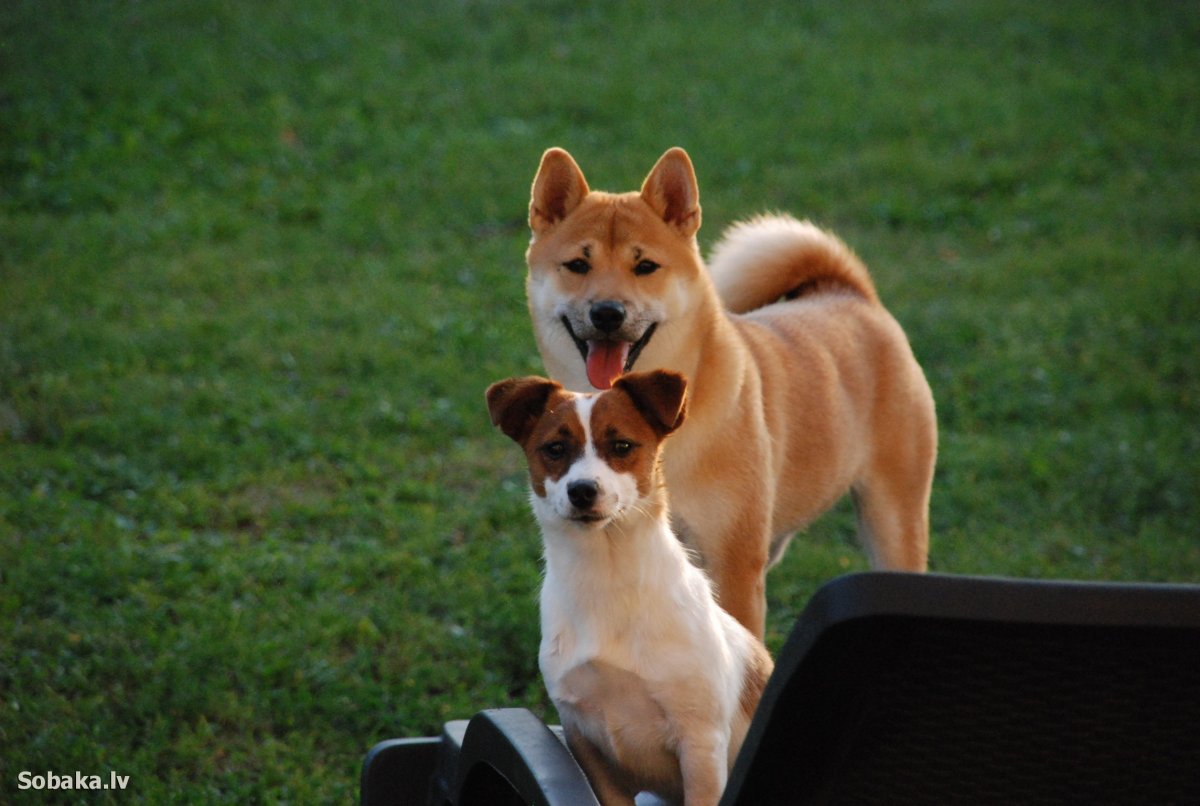 Шиба ину и Джек Рассел