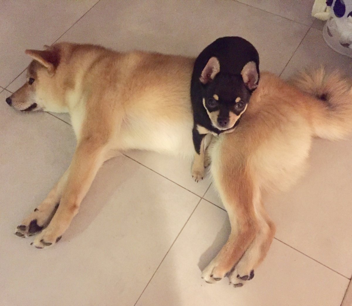 Акита ину и чихуахуа