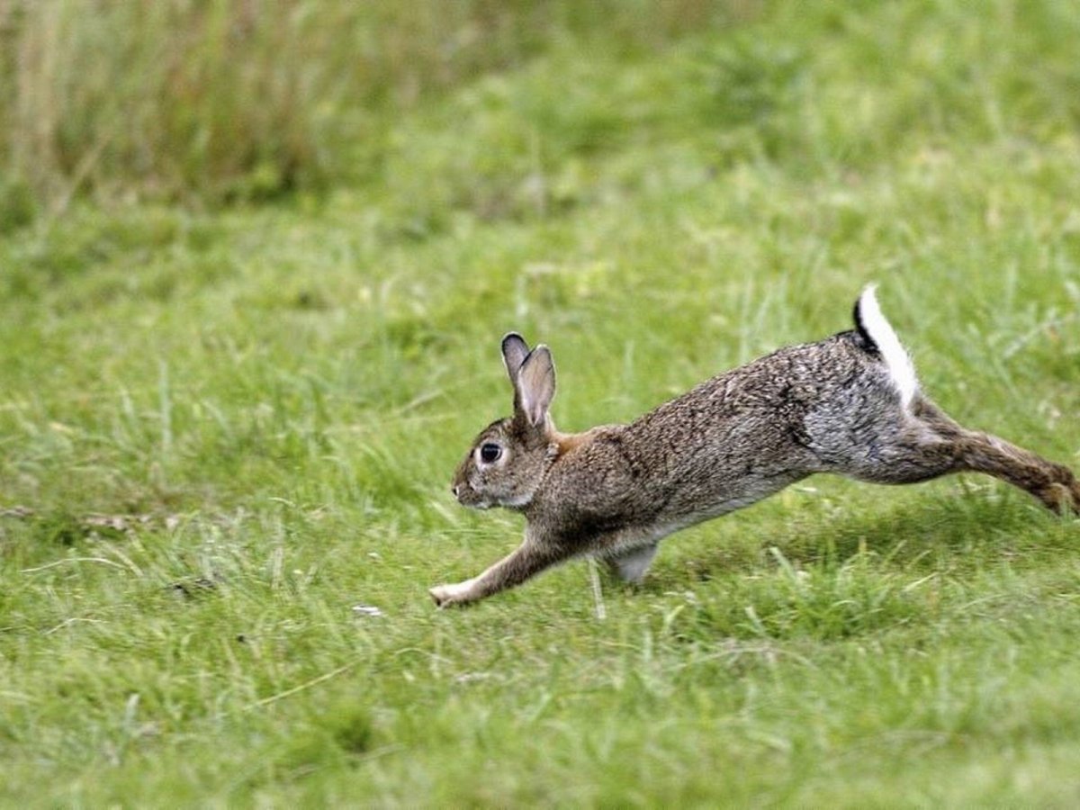 Кролик прыгает