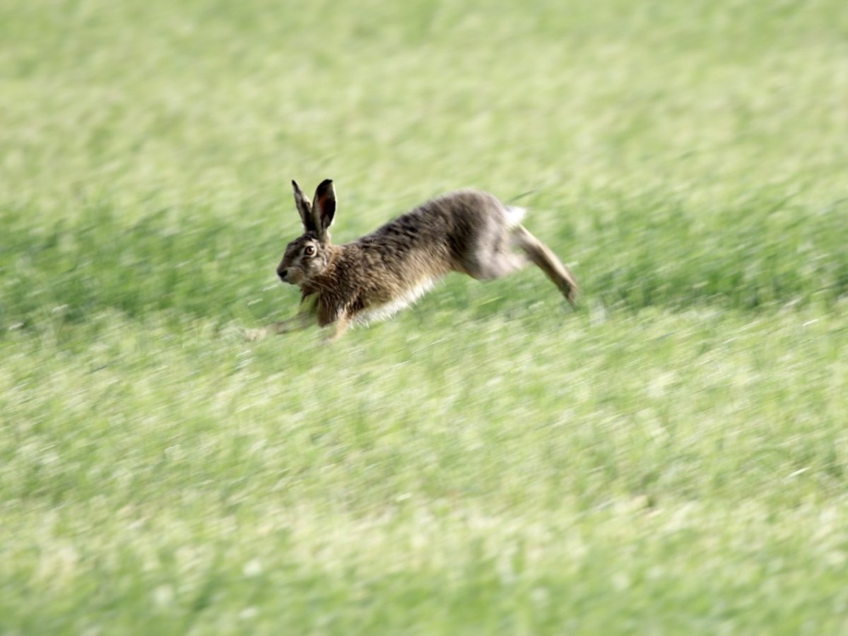 Вес зайца русака