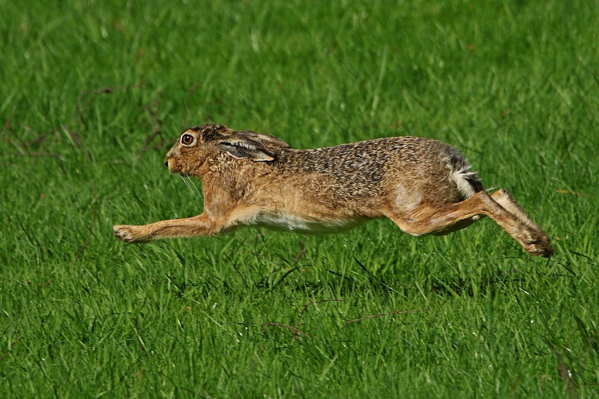 Заяц Русак бежит