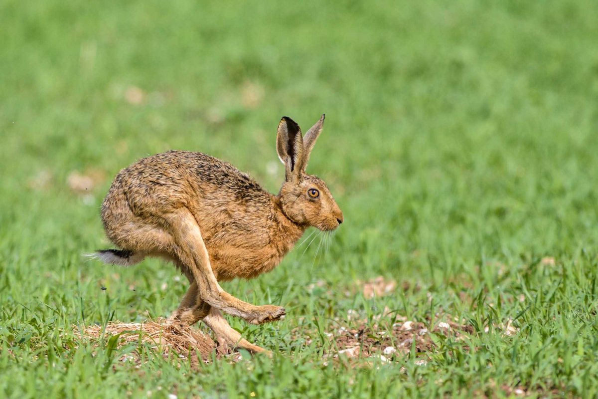 Вес зайца русака