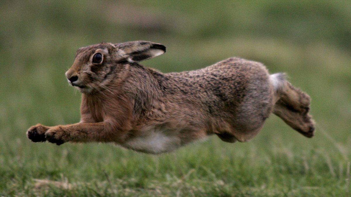 Заяц Русак бег