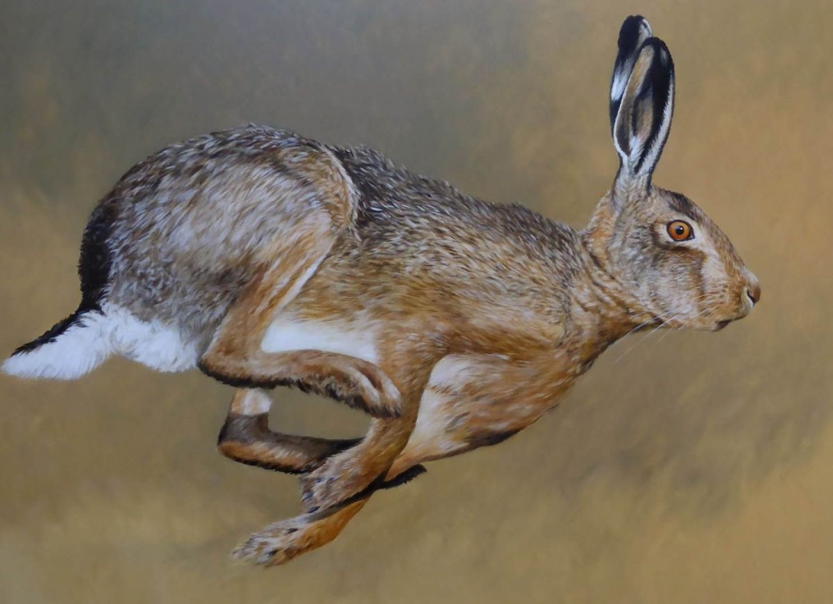 Заяц Русак бежит