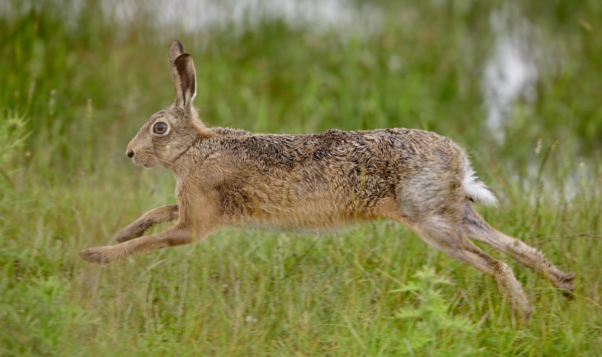 Заяц бежит к финишу