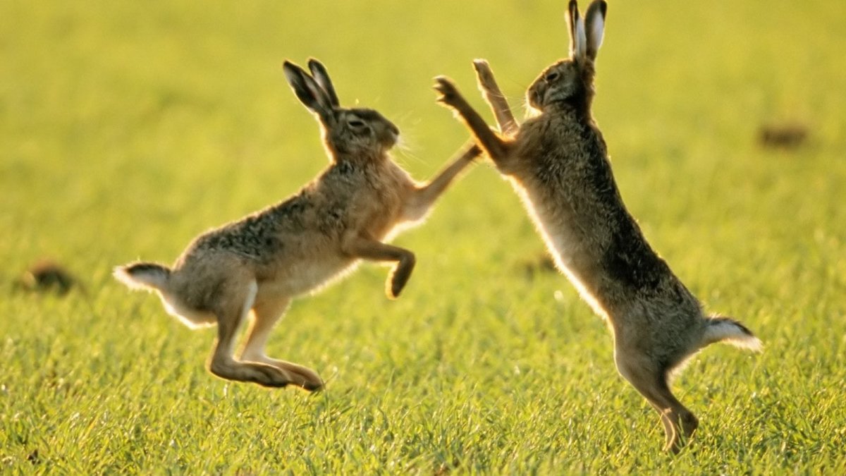 Кролик прыгает
