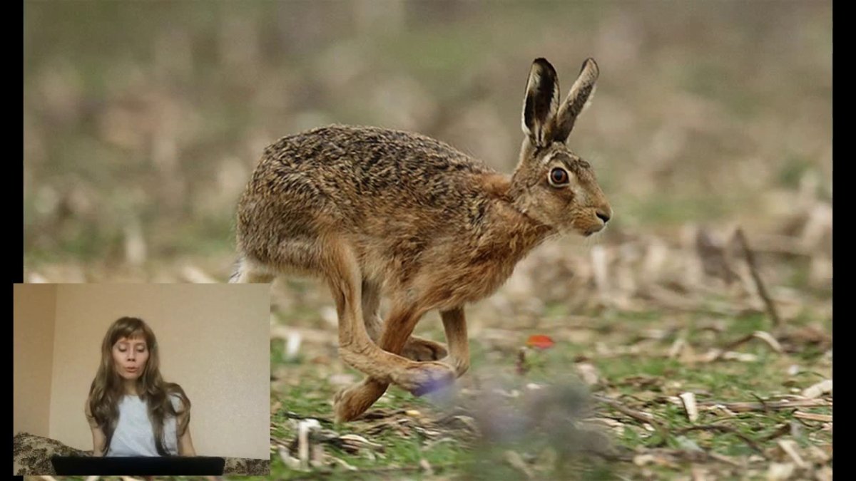 Заяц Русак бежит