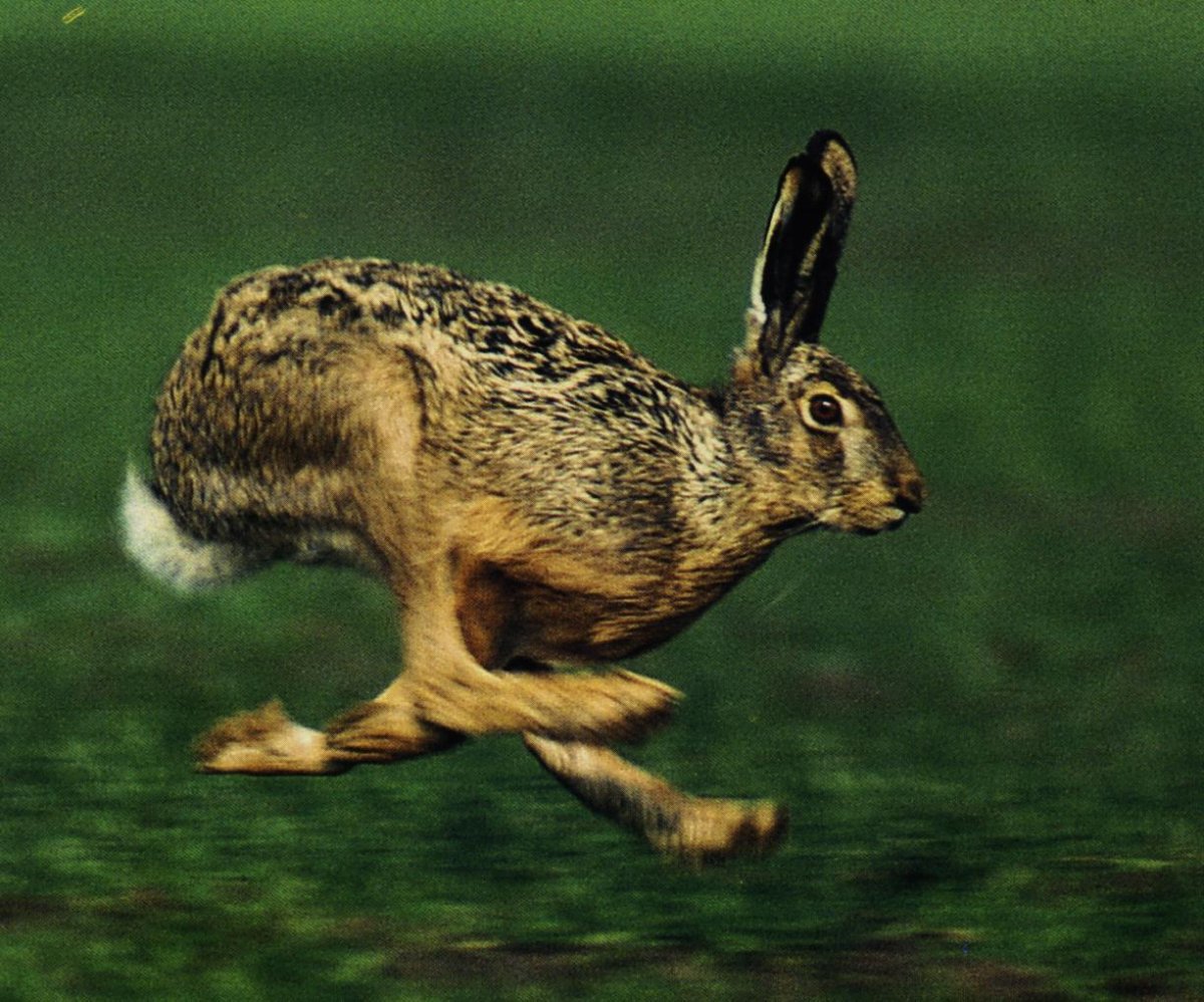 Бег зайца
