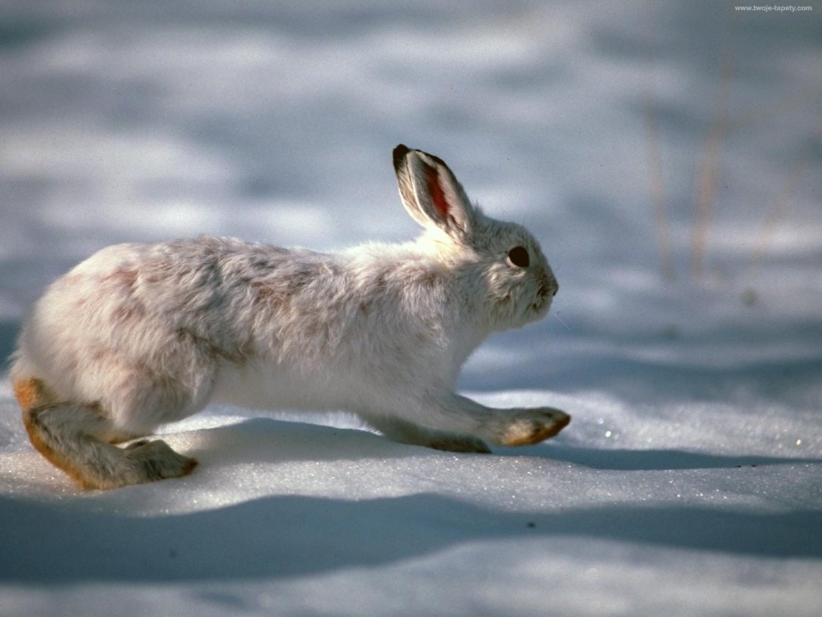Заяц Беляк в Якутии