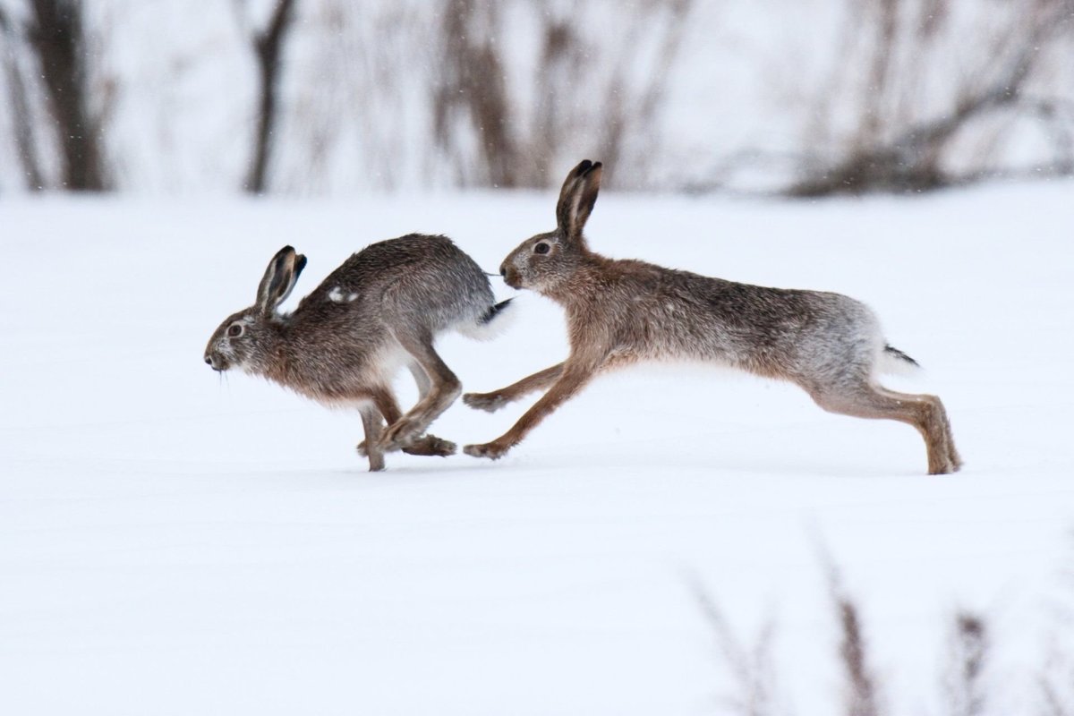 Заяц Русак зима