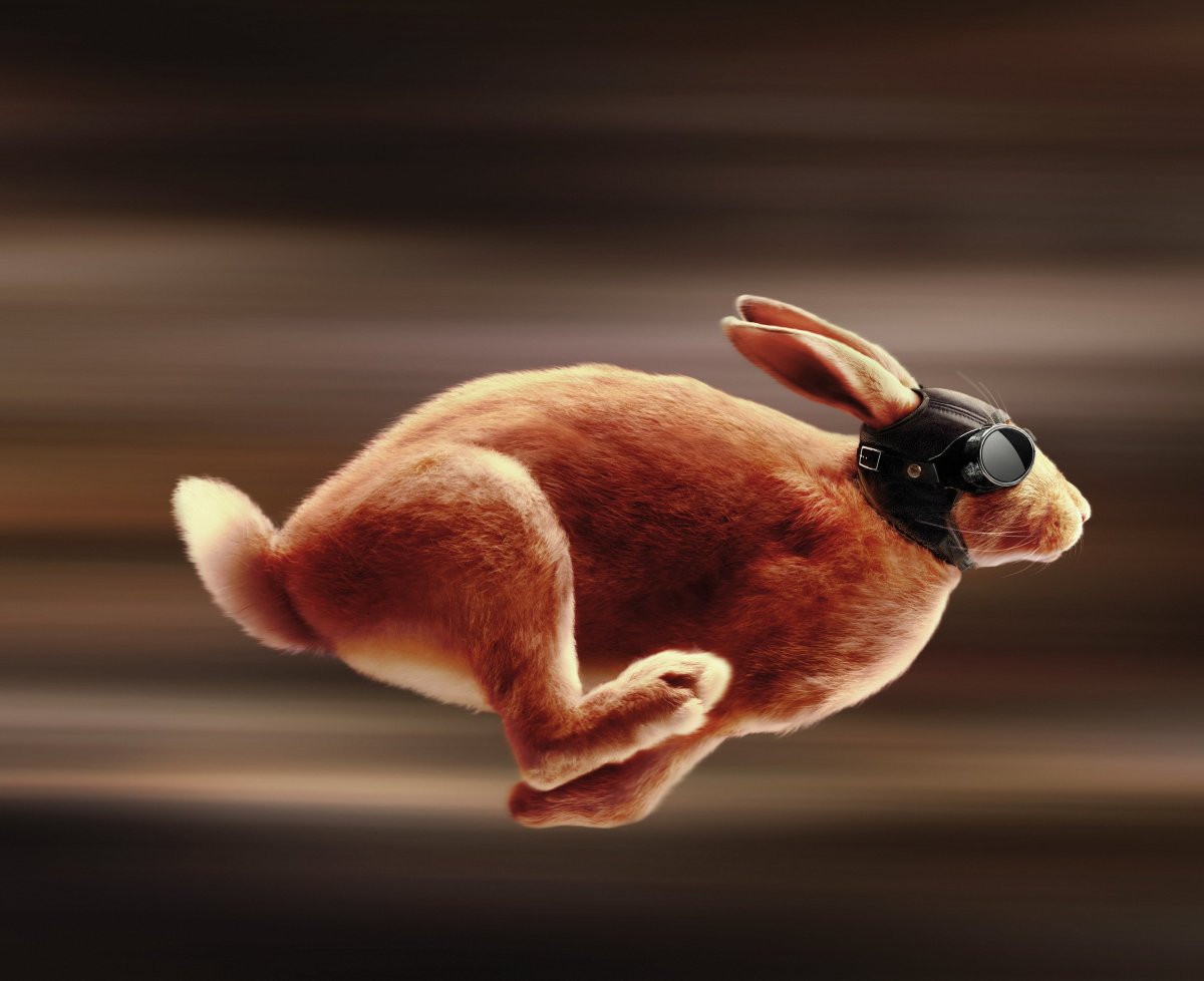 Кролик в прыжке