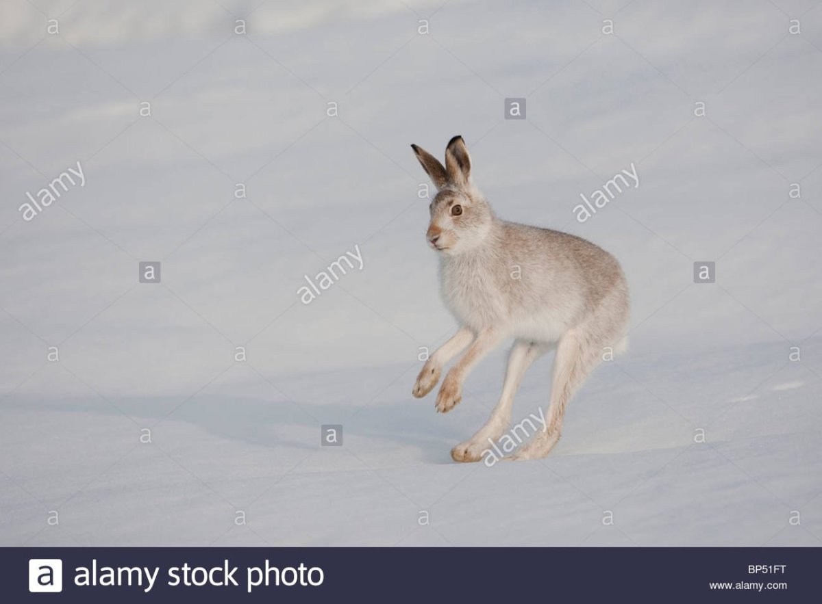 Заяц Беляк толай и Русак