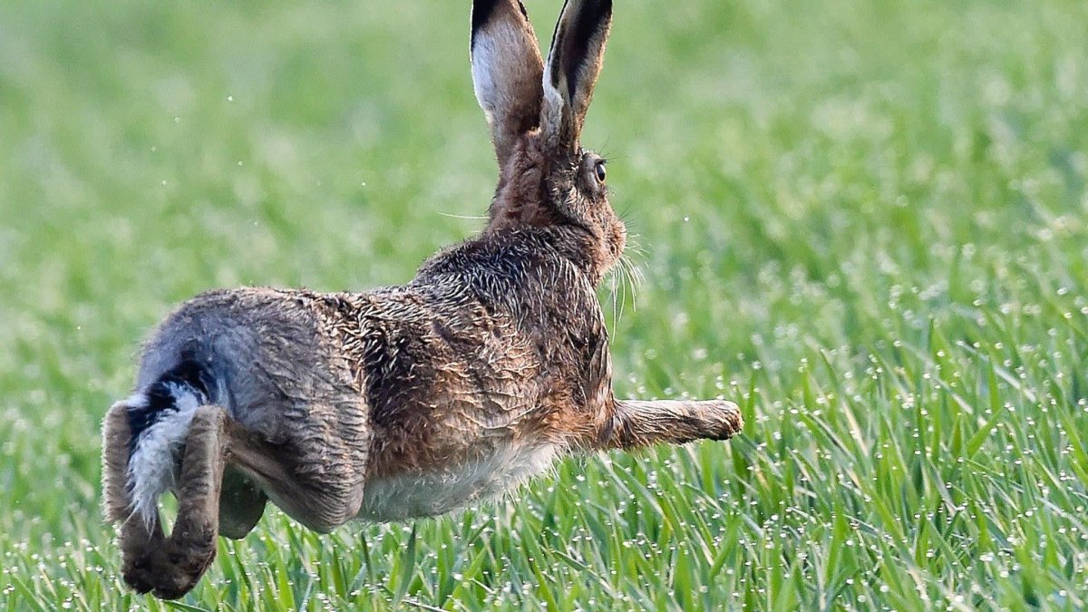 Заяц Русак хвост