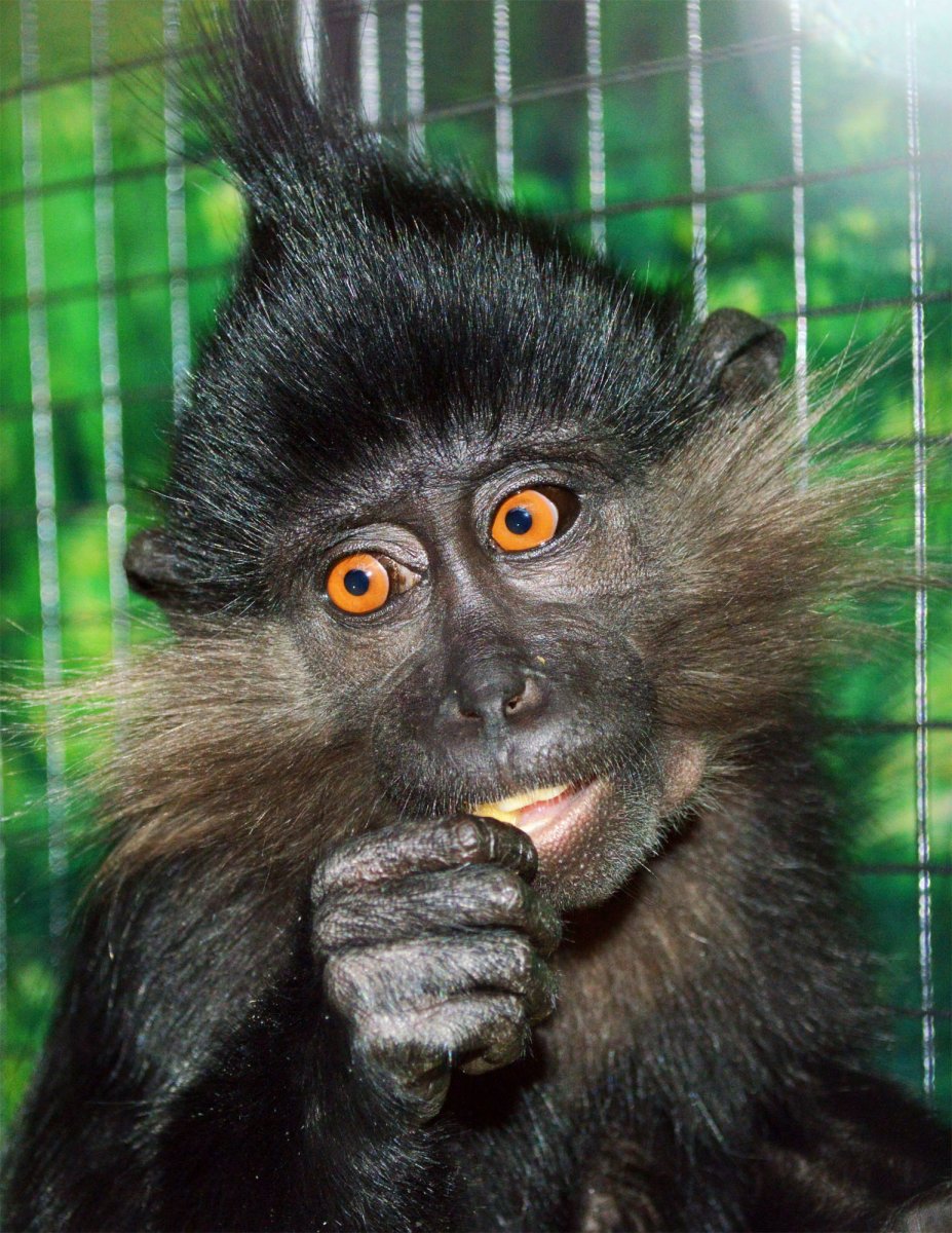 Черный мангобей