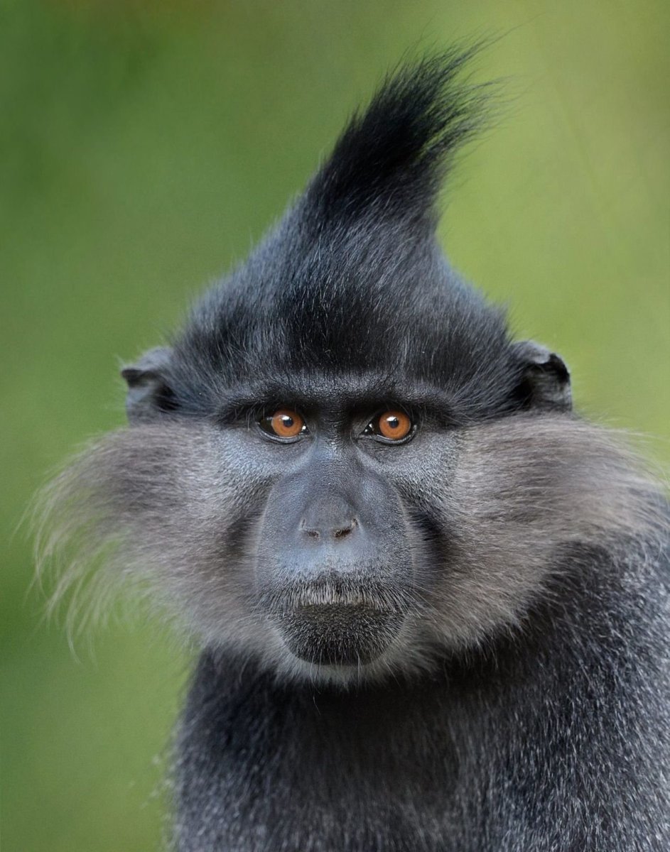 Обезьяна с хохолком