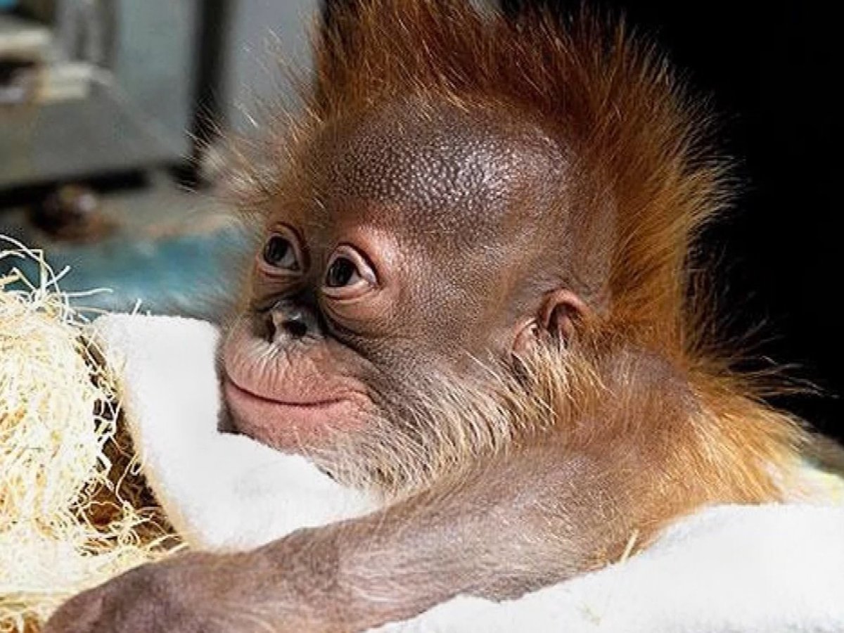 Обезьянка с хохолком