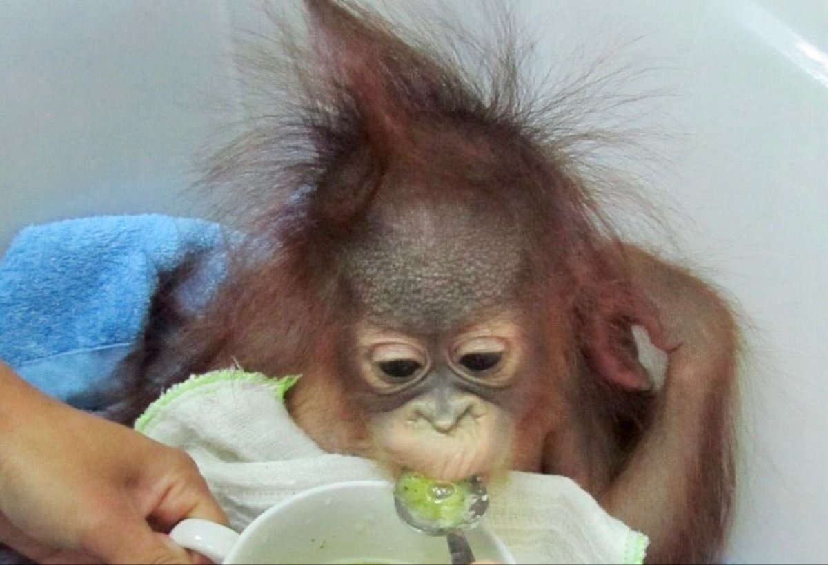 Обезьяна маленькая с хохолком