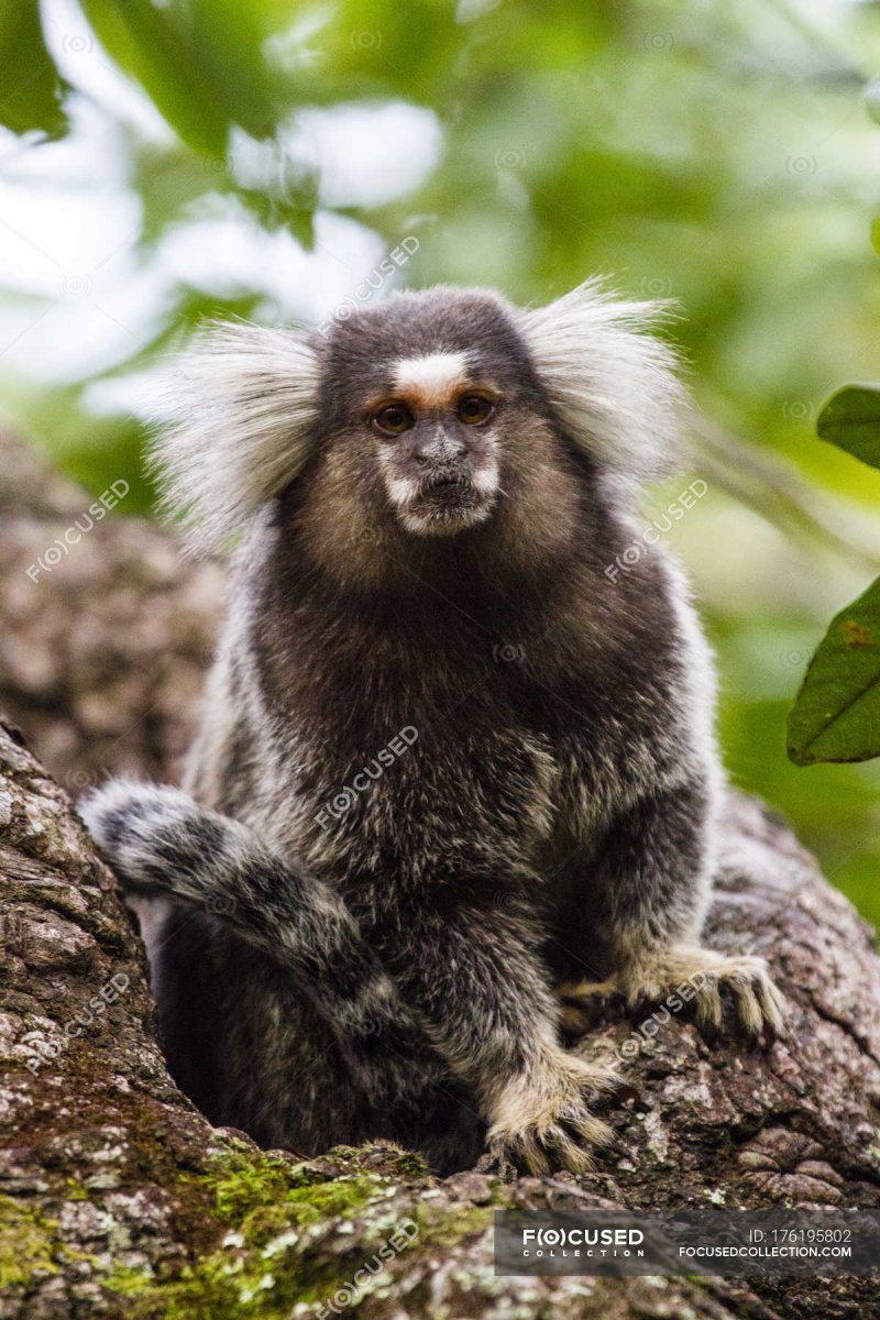 Sagui обезьяна