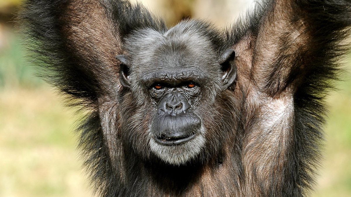 Горная горилла