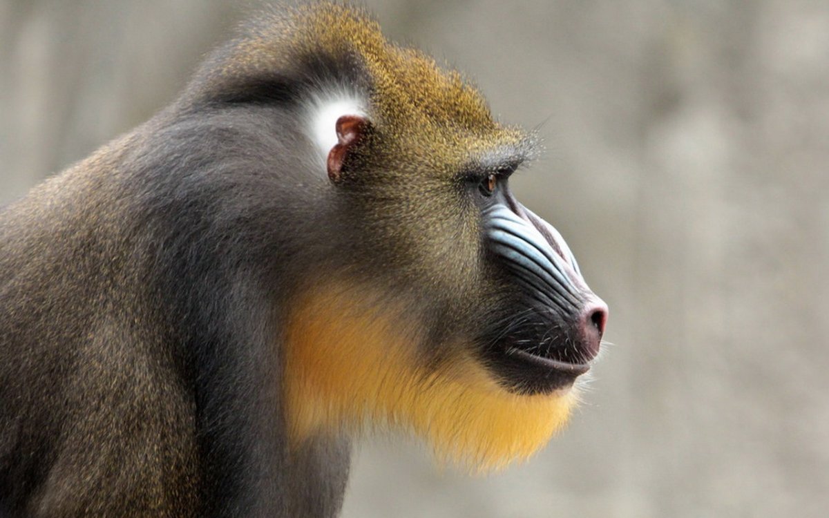 Полосатая обезьяна