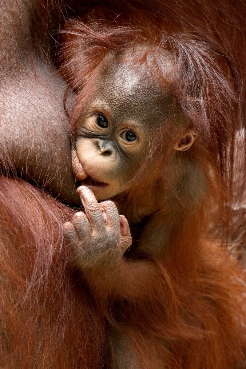 Обезьяна кривляка