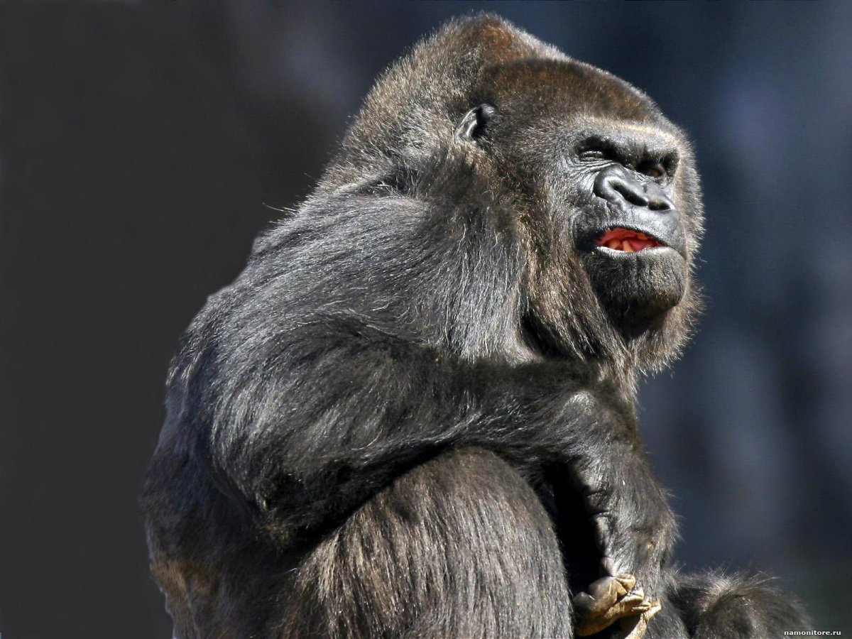 Горилла 4к