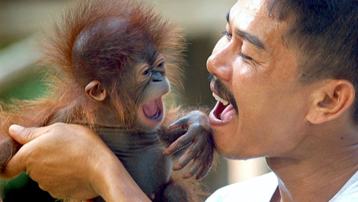 Обезьяна подражает человеку