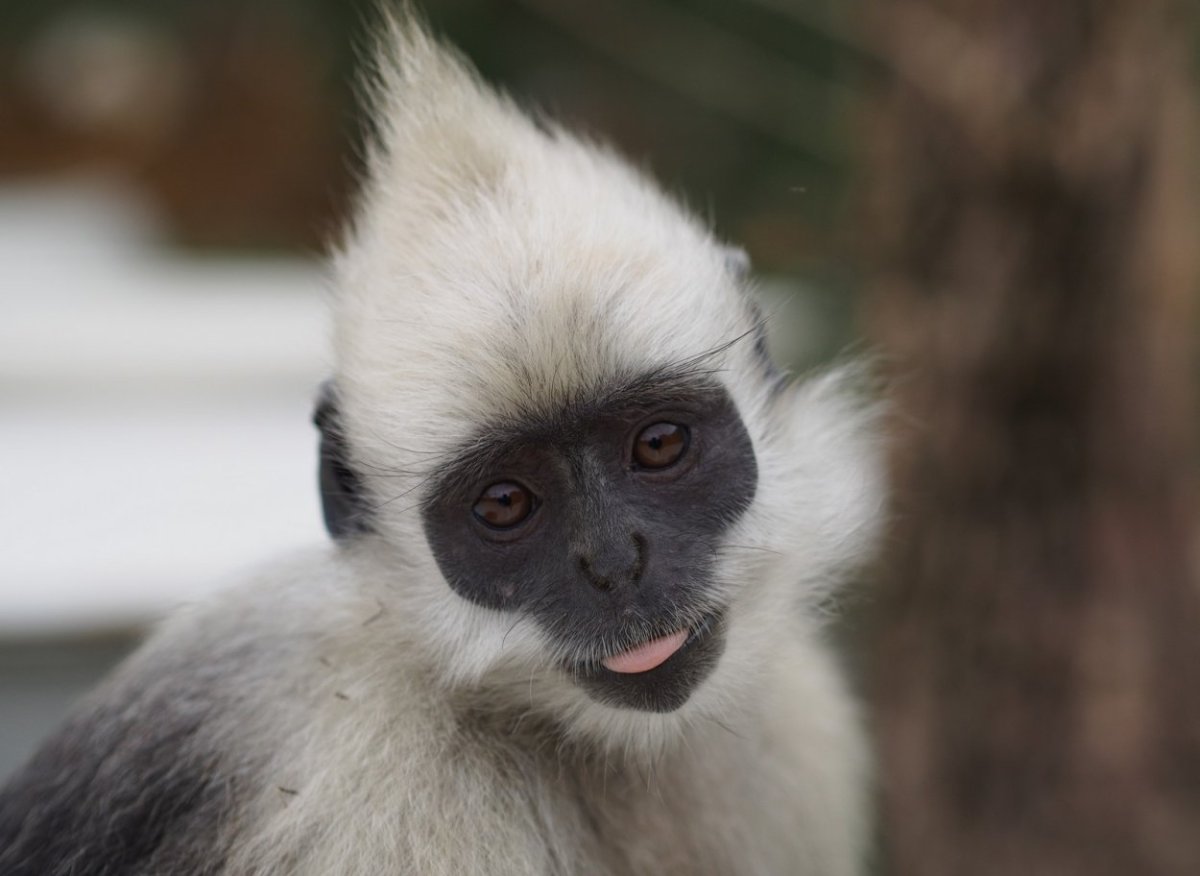 Белоголовый Лангур