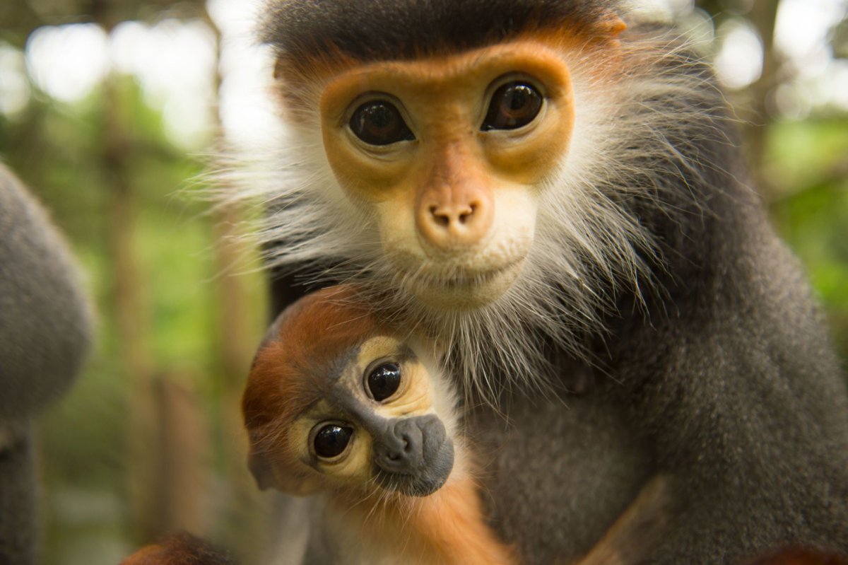 Немейский тонкотел мартышка