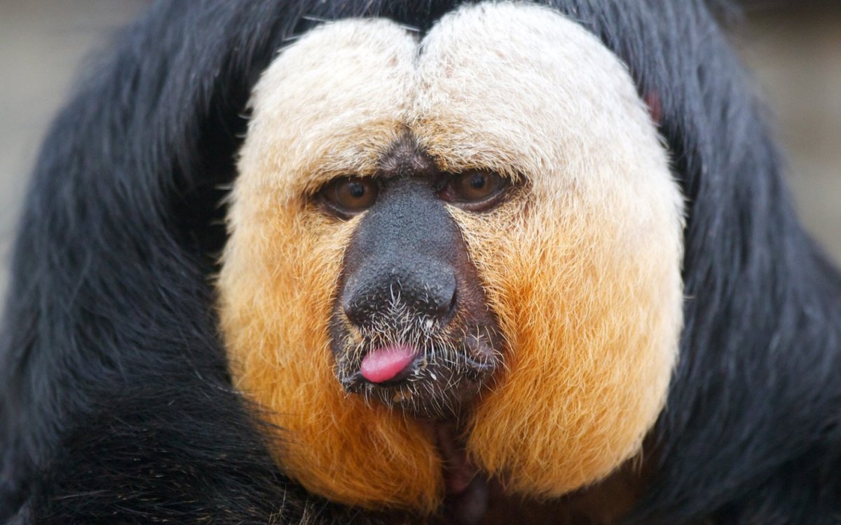 Белоголовый Саки