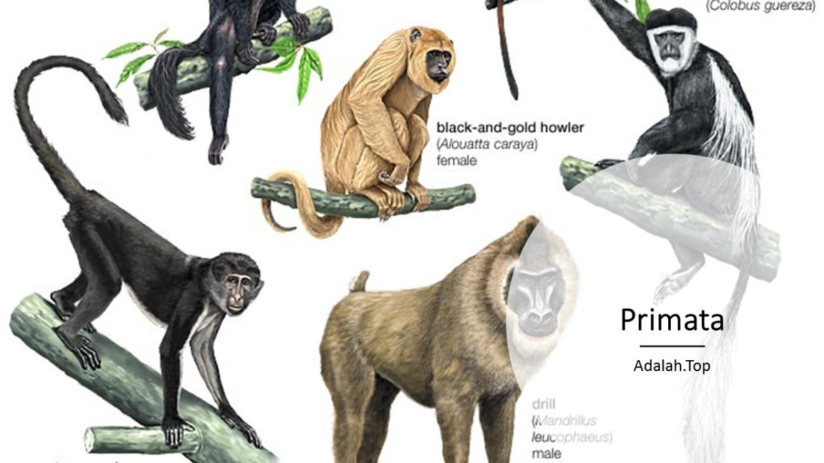 Отличие обезьяны от шимпанзе