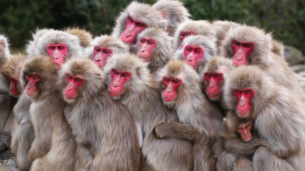 Стадо обезьян