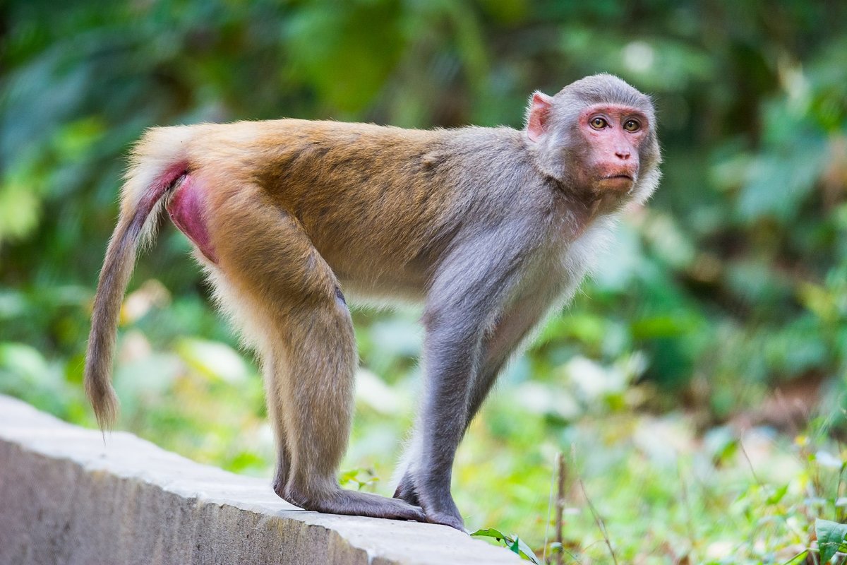Macacus Rhesus
