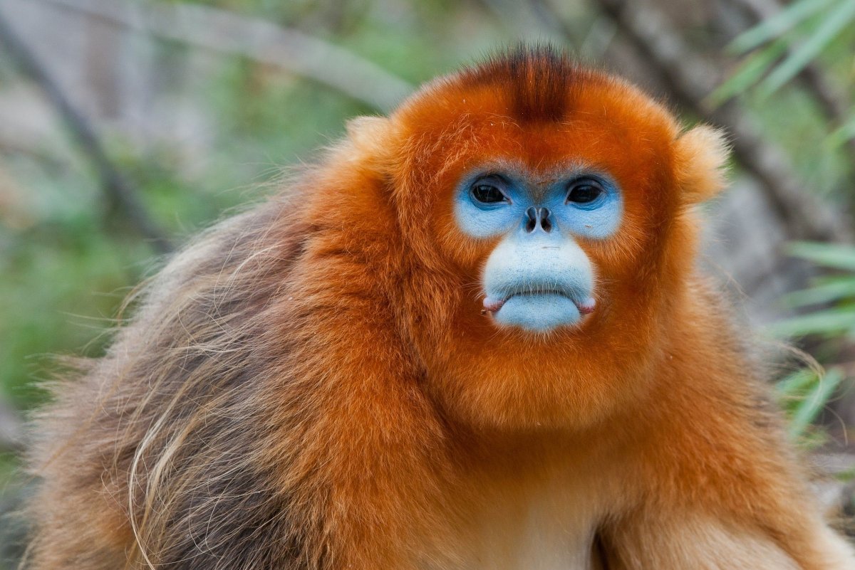 Рокселланов ринопитек