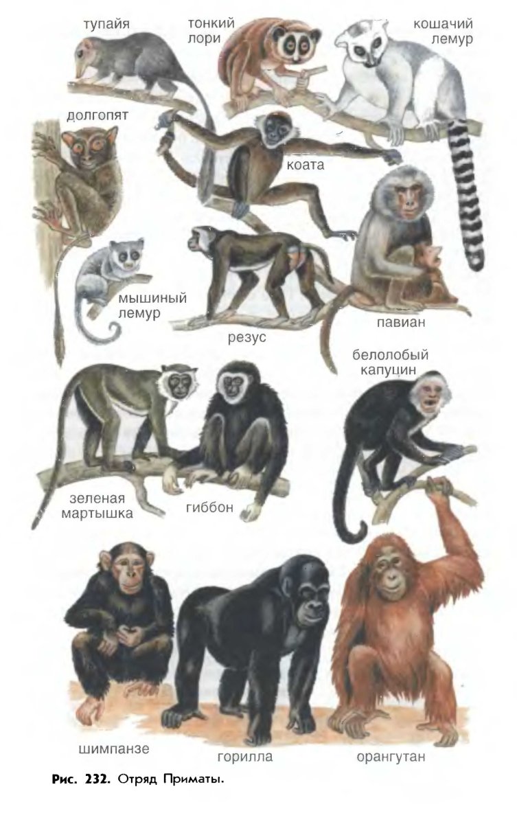 Отряд млекопитающих приматы
