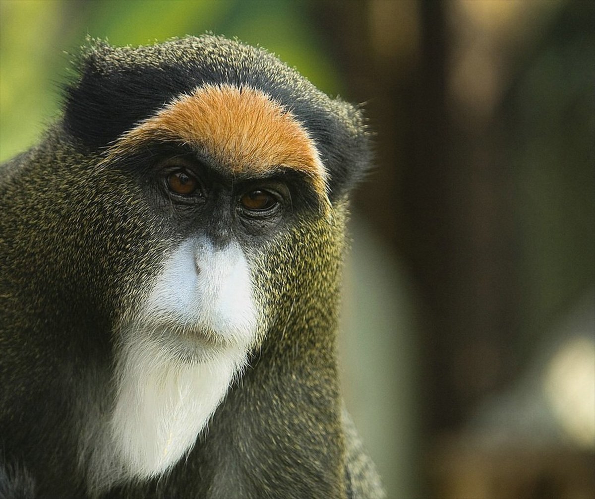 Мартышковые обезьяны